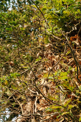 closeup of gnarled branches on an old tree