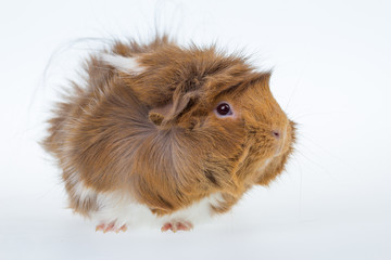 Meerschweinchen (Cavia aperea) 