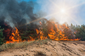 Forest fire. fallen tree is burned to the ground a lot of smoke when wildfire