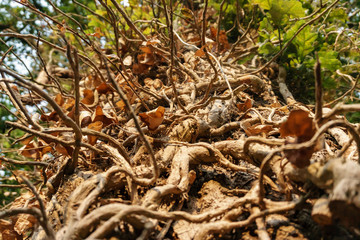 closeup of gnarled branches on an old tree