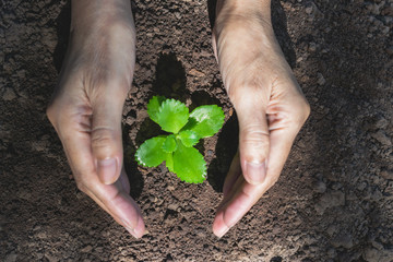 Hand of person protection growing young plant on fertile soil for agriculture or save earth,nature concept.