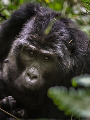 Mountain gorillas in the rainforest. Uganda. Bwindi Impenetrable Forest National Park. An excellent illustration
