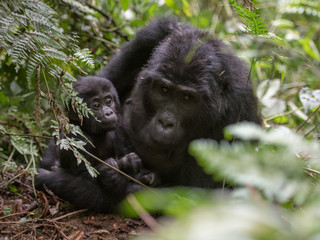 Mountain gorillas in the rainforest. Uganda. Bwindi Impenetrable Forest National Park. An excellent illustration
