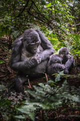 Mountain gorillas in the rainforest. Uganda. Bwindi Impenetrable Forest National Park. An excellent illustration