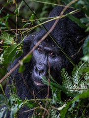 Mountain gorillas in the rainforest. Uganda. Bwindi Impenetrable Forest National Park. An excellent...