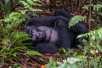 Mountain gorillas in the rainforest. Uganda. Bwindi Impenetrable Forest National Park. An excellent illustration