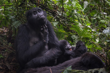 Mountain gorillas in the rainforest. Uganda. Bwindi Impenetrable Forest National Park. An excellent illustration