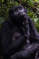 Mountain gorillas in the rainforest. Uganda. Bwindi Impenetrable Forest National Park. An excellent illustration