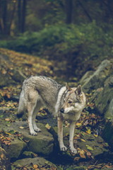 Obraz premium Autumn portrait of white, grey, reddish and black Czechoslovakian wolfdog standing on stones covered with yellow and orange leaves, looking sideways, dark blurry background, vertical image