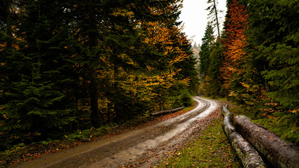 Fototapeta na wymiar in the fall forest road / Bolu city in Turkey