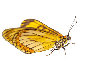 Isolated hide view of yellow coster butterfly ( Acraea issoria ) on white