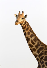Adult giraffe in Namibia