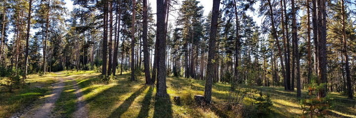 Landscape from a Coniferous Pine Forest