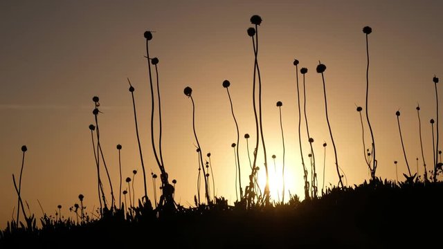 View on sunset through grass on lheu da Papoa island  in Portugal.