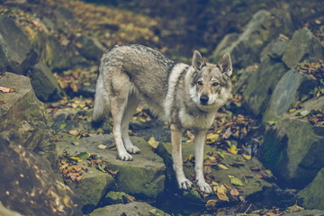 Fototapeta premium Autumn portrait of white, grey, reddish and black Czechoslovakian wolfdog standing on stones covered with yellow and orange leaves, looking straight ahead, dark blurry background, dangerous