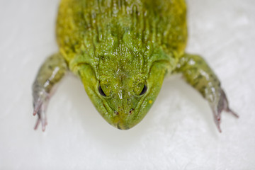 Concept of Education anatomy and physiology of frog in laboratory.