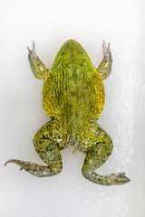Concept of Education anatomy and physiology of frog in laboratory.