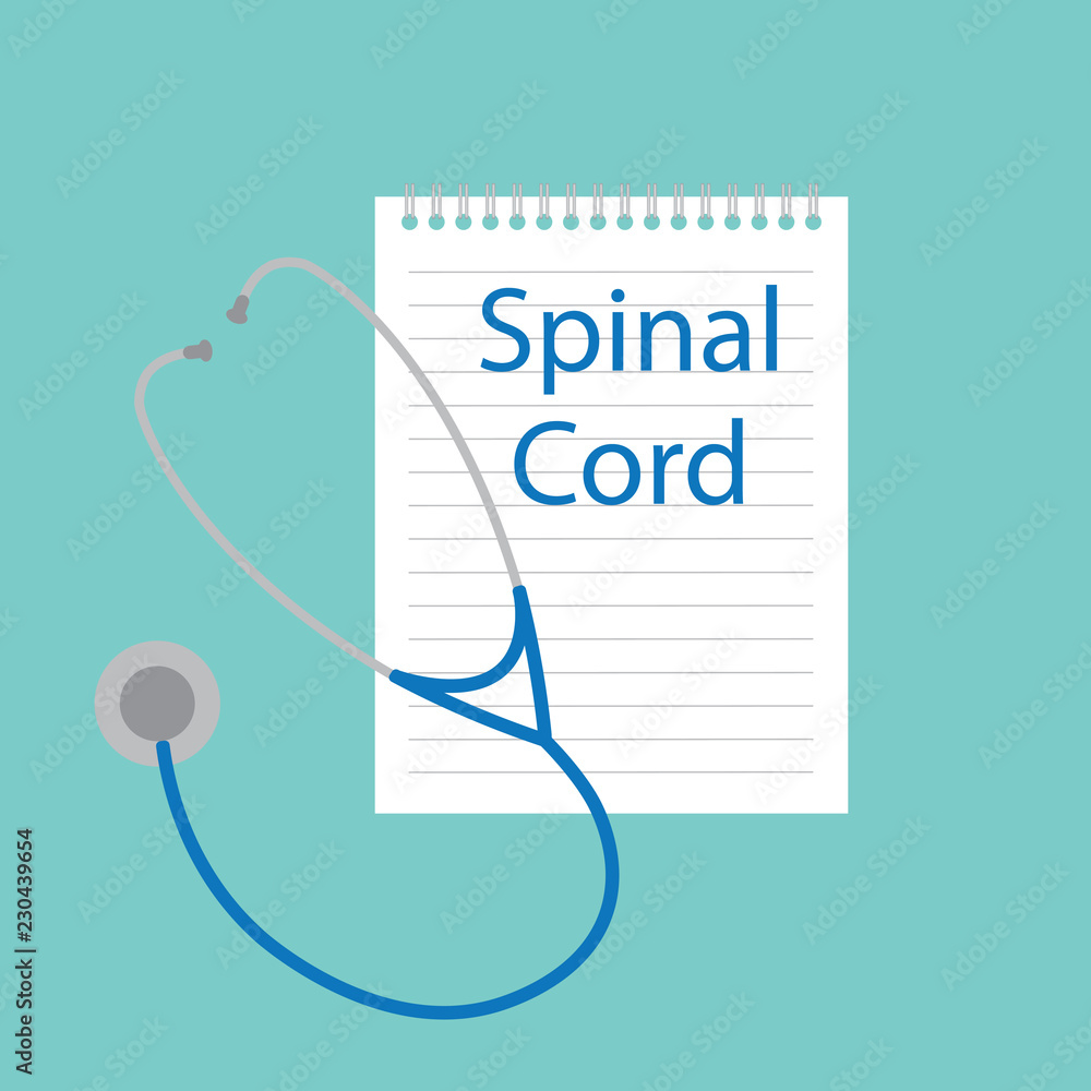 Poster spinal cord written in a notebook- vector illustration