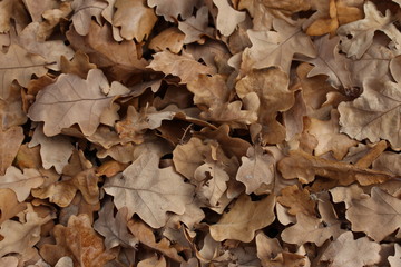 autumn leaves on the ground