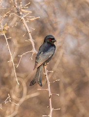Drongo in a tree