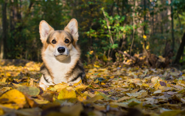 Dog breed Welsh Corgi Pembroke on a walk in a beautiful autumn forest.