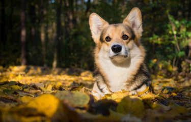 Naklejka na ściany i meble Dog breed Welsh Corgi Pembroke on a walk in a beautiful autumn forest.