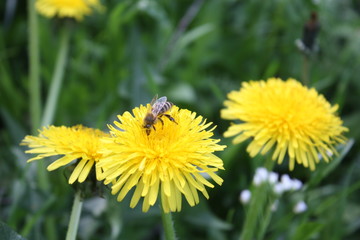 bee on dandelion