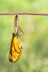 Naklejka premium Pojawił się żółty motyl coster (Acraea issoria) i dojrzała poczwarka wisząca na gałązce