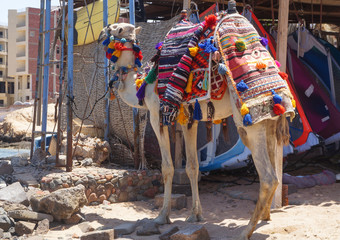 Camel on the background of Egyptian houses in the national ornament. Hurghada and Cairo Asia. Stock...