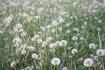 field of white flowers,  dandelions