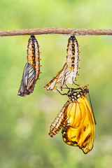 Emerged yellow coster butterfly ( Acraea issoria ) and mature chrysalis hanging on twig © mathisa