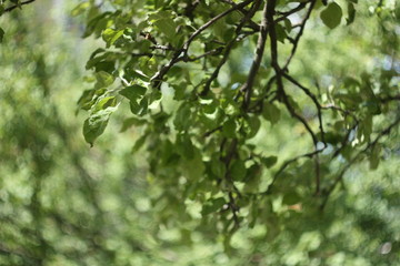 green leaves of a tree