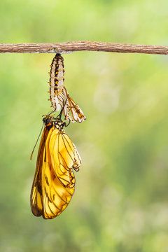 Emerged yellow coster butterfly ( Acraea issoria ) and mature chrysalis hanging on twig