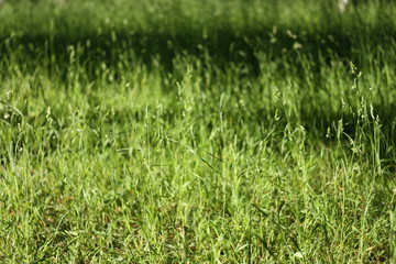 grass with water drops