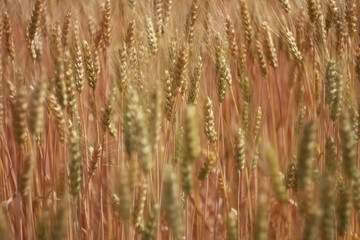 Fototapeta premium field of wheat