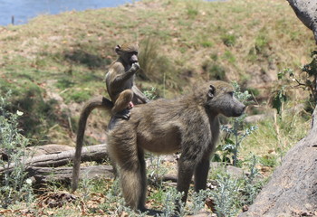 Zambian Baboon