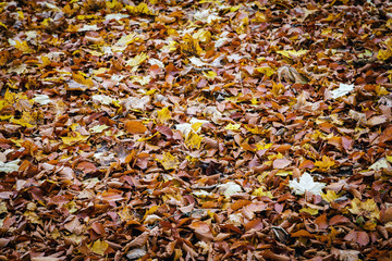 there are plenty of brown leaves on the ground