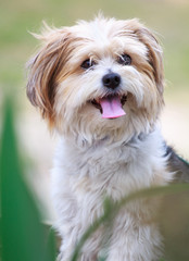 Cute dog portrait outdoors  terrier 