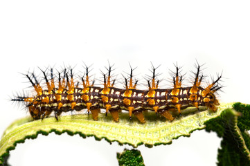 Caterpillar of yellow coster butterfly ( Acraea issoria ) resting on host plant leaf