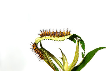 Caterpillar of yellow coster butterfly ( Acraea issoria ) resting on host plant leaf