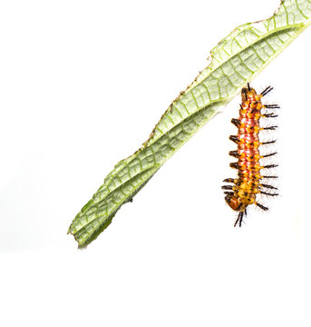 Caterpillar of yellow coster butterfly ( Acraea issoria ) resting on host plant leaf