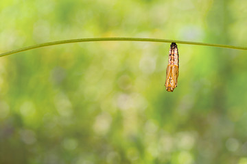 Pupa or chrysalis of yellow coster butterfly ( Acraea issoria ) hanging on twig