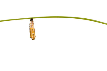 Isolated pupa or chrysalis of yellow coster butterfly ( Acraea issoria ) hanging on twig