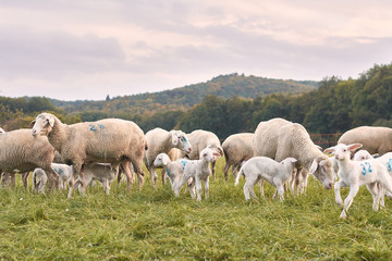 Schafherde auf grüner Wiese mit der schwäbischen Alb 