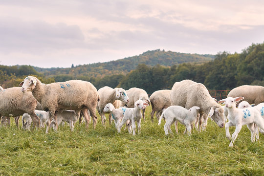 Schafherde auf gr&uuml;ner Wiese mit der schw&auml;bischen Alb 