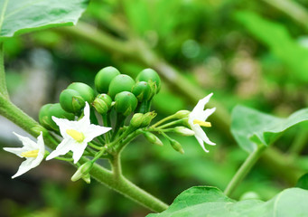 Solanum Torvum green vegertable,turkey berry,pea eggplant, healthy food,oganic herb