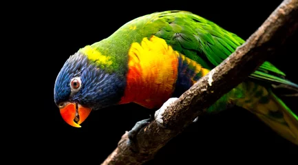 Fotobehang colorful parrot on a branch © Matthias