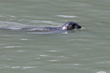 Seal swiming in the Nahku bay near Skagway Alaska