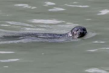 Seal swiming in the Nahku bay near Skagway Alaska