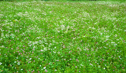 Green and  colorful flowery meadow with pink clover and white Silene - obrazy, fototapety, plakaty